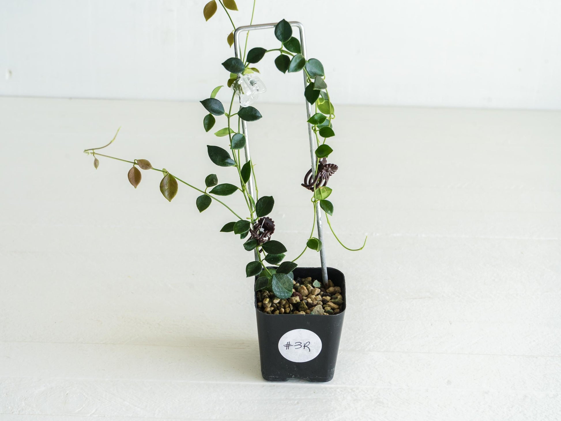 Hoya papua (PNG IM-08) | Large 2-Inch