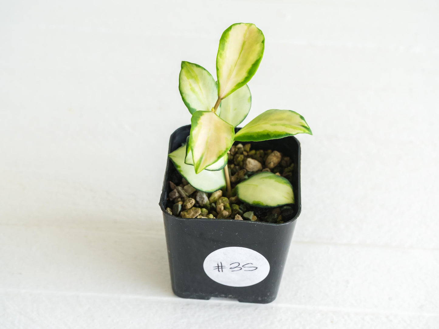 Hoya heuschkeliana (Inner Variegated)| 2-Inch