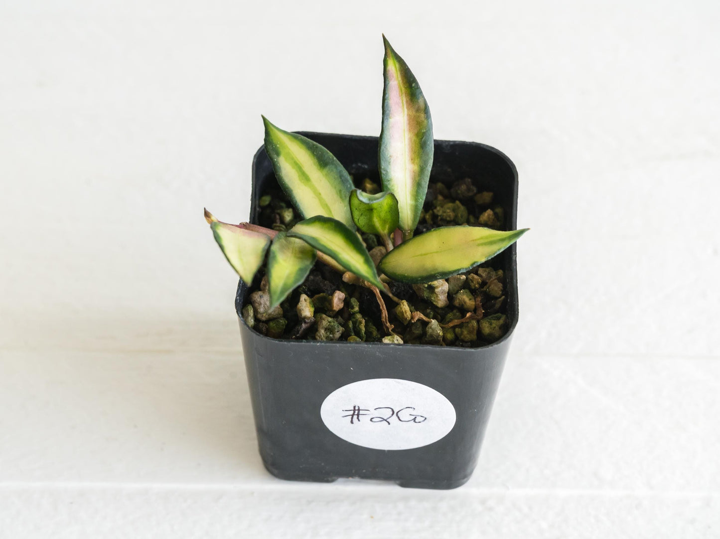 Hoya lacunosa 'Souma' | 2-Inch