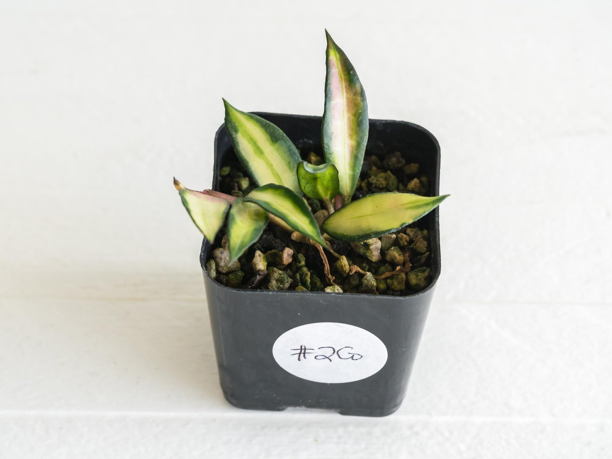 Hoya lacunosa 'Souma' | 2-Inch