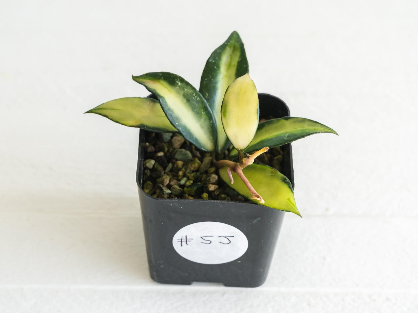 Hoya lacunosa 'Souma' | 2-Inch
