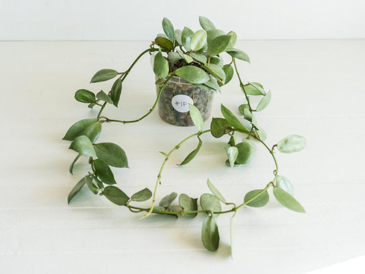 Hoya lacunosa 'Silver Mint Coin' | 3-Inch
