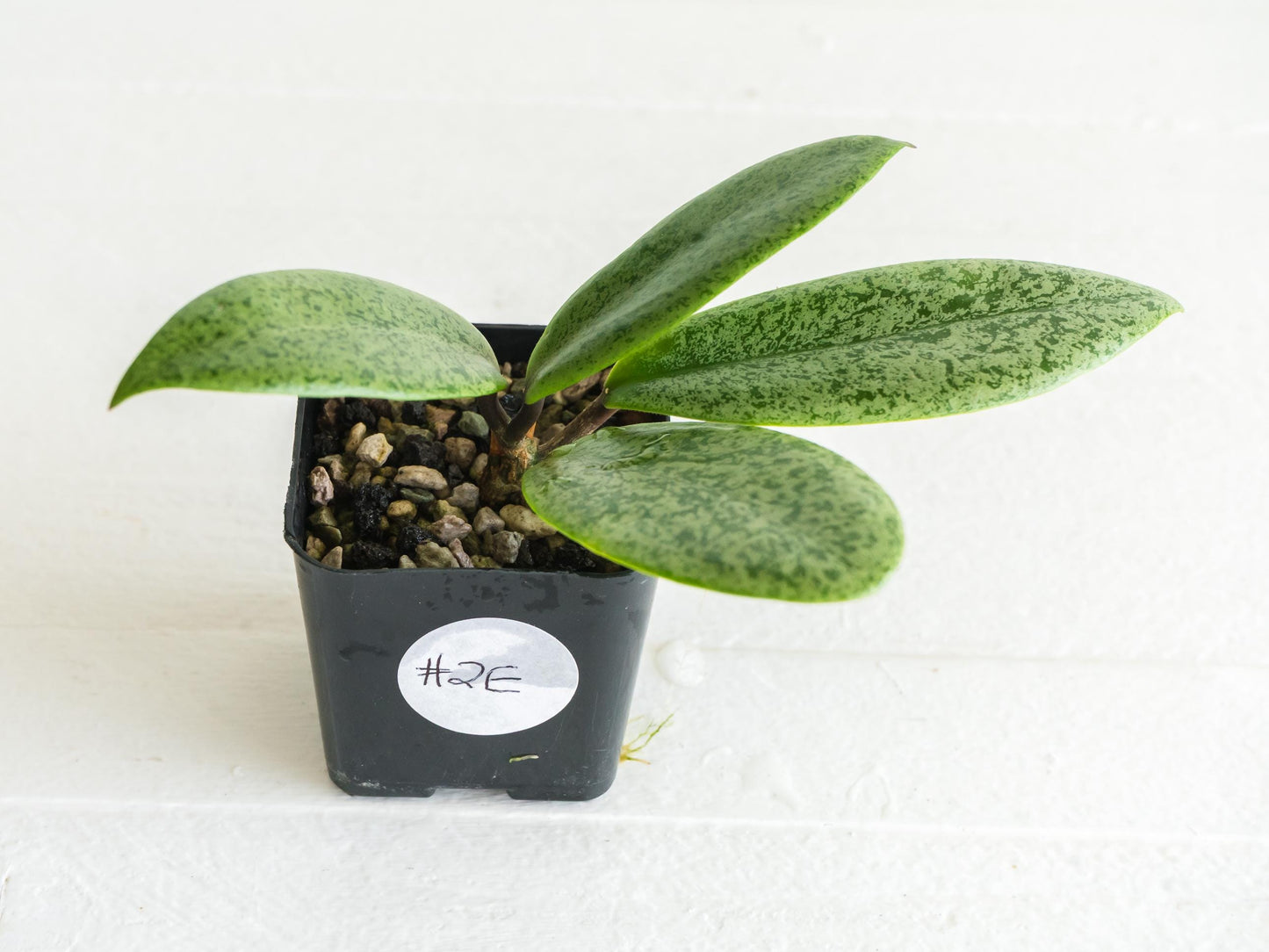 Hoya 'Jita Silver' | 2-Inch