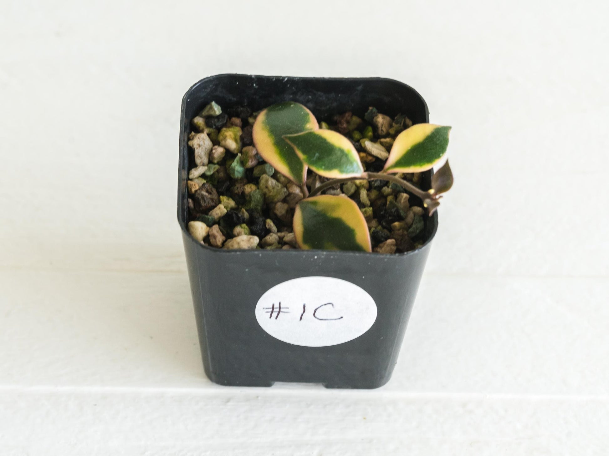 Hoya bakoensis (Outer Variegated - Albo) | 2-Inch
