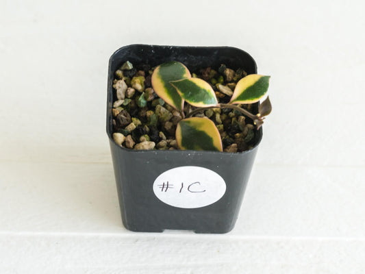 Hoya bakoensis (Outer Variegated - Albo) | 2-Inch