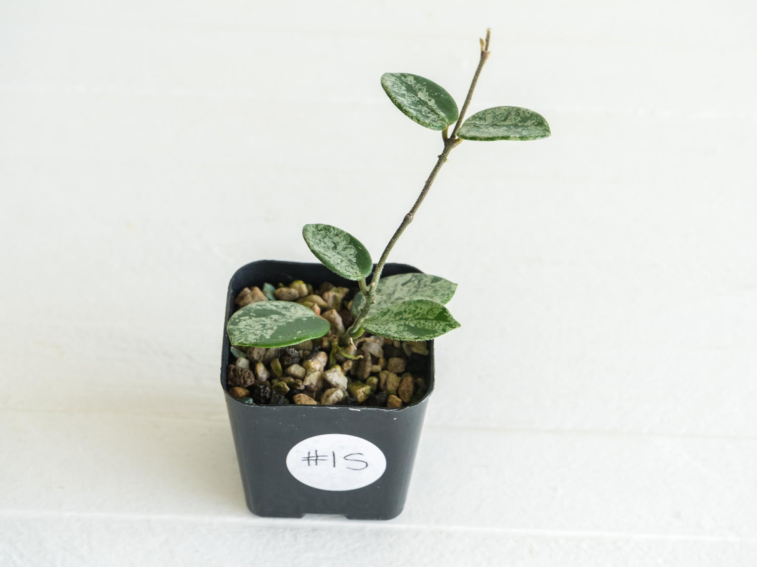 Hoya 'Mathilde' (Splash) | 2-Inch
