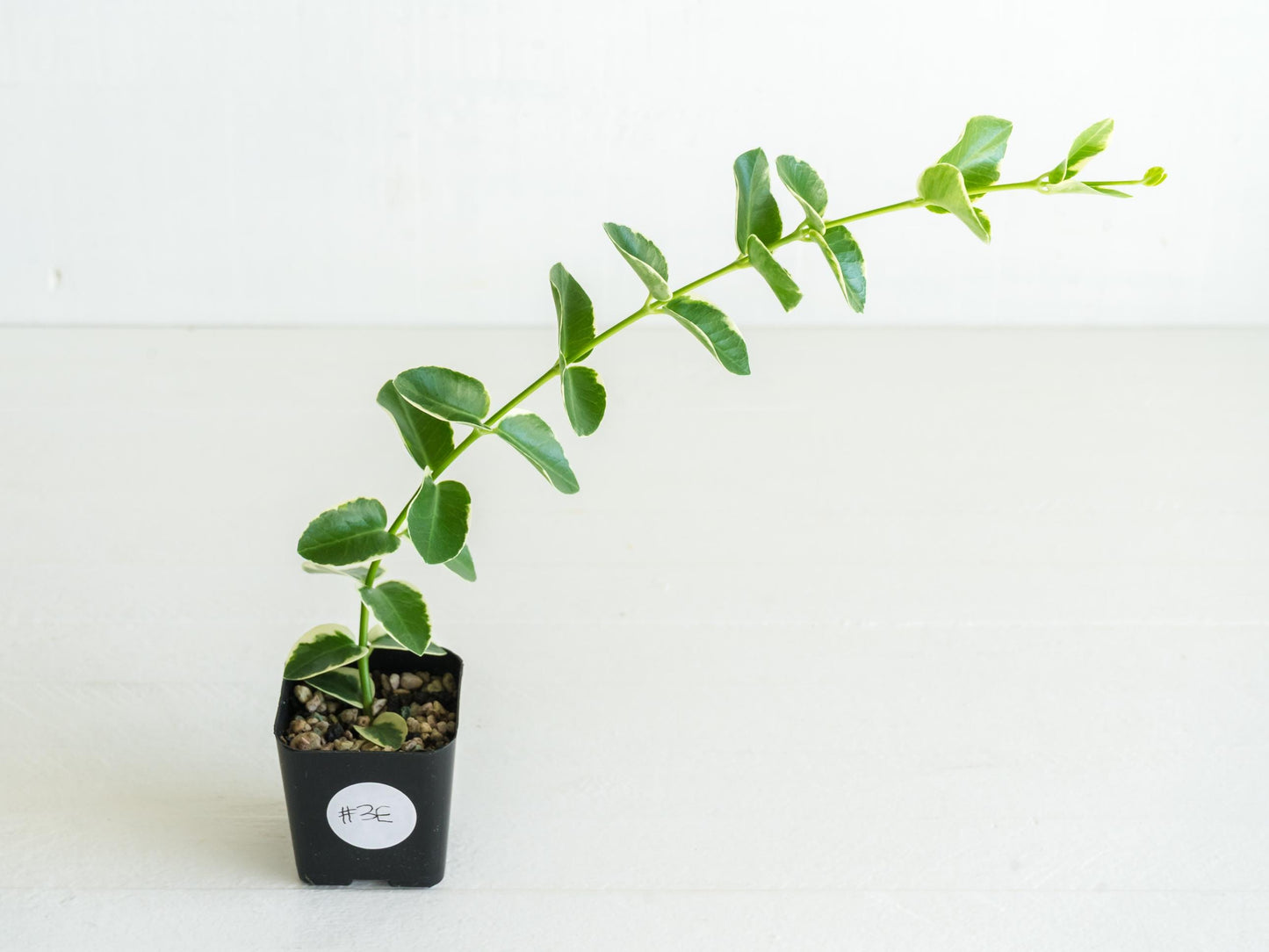 Hoya cumingiana (Albo | Outer Variegated) | 2-Inch