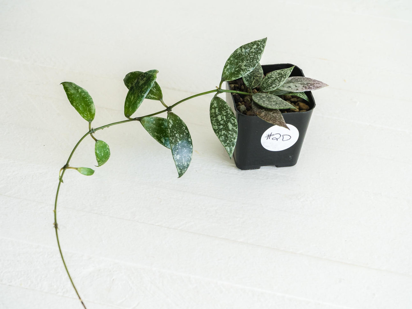 Hoya lacunosa 'Laos Full Splash' | 2-Inch