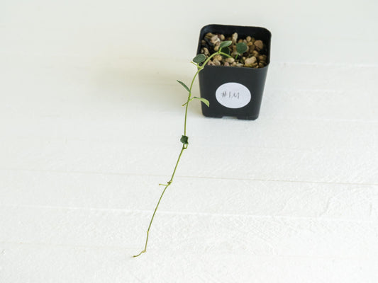 Hoya papua (PNG IM-08) | 2-Inch