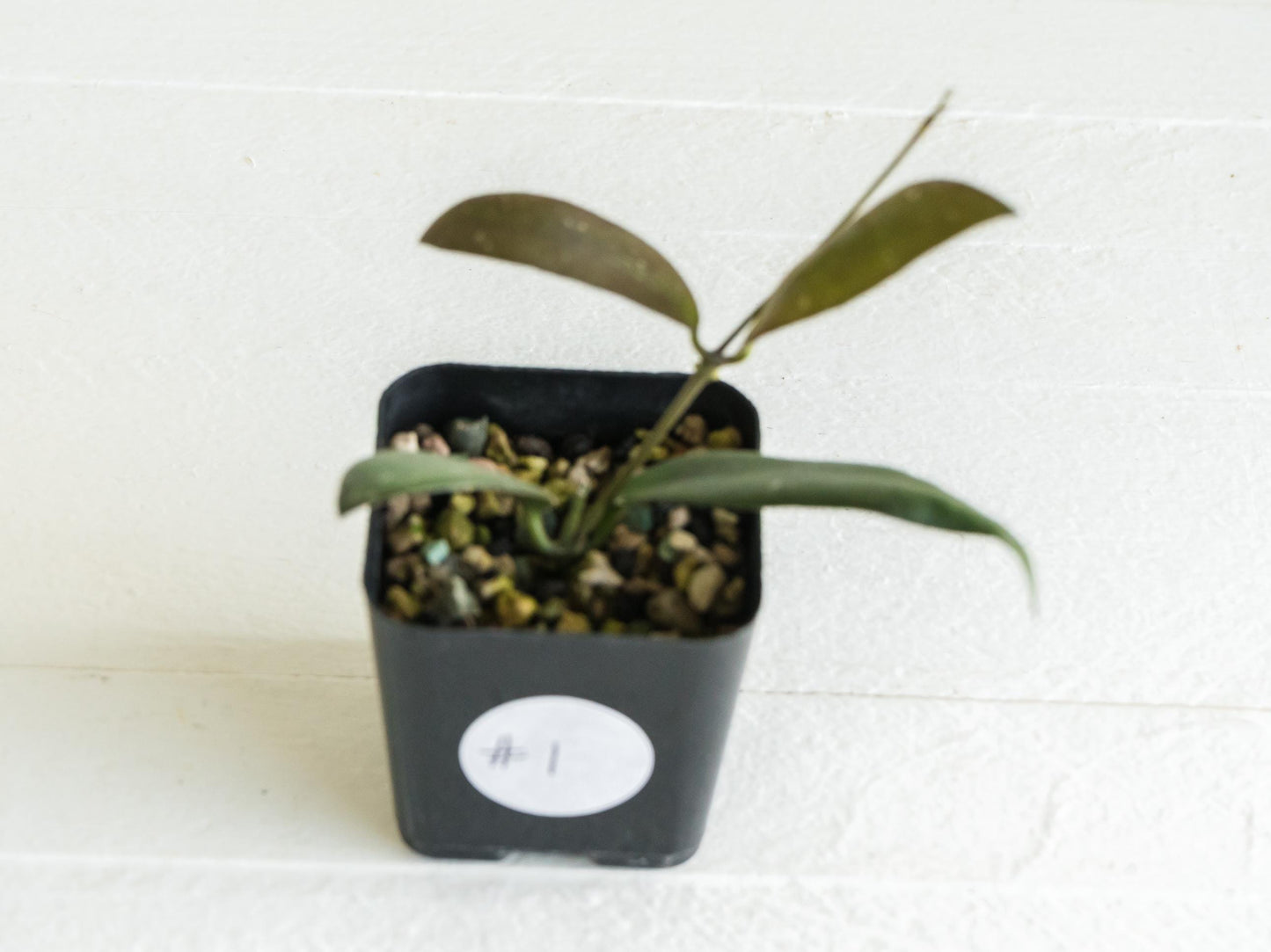 Hoya sabah 'Dragonfly' (EPC-960) | 2-Inch