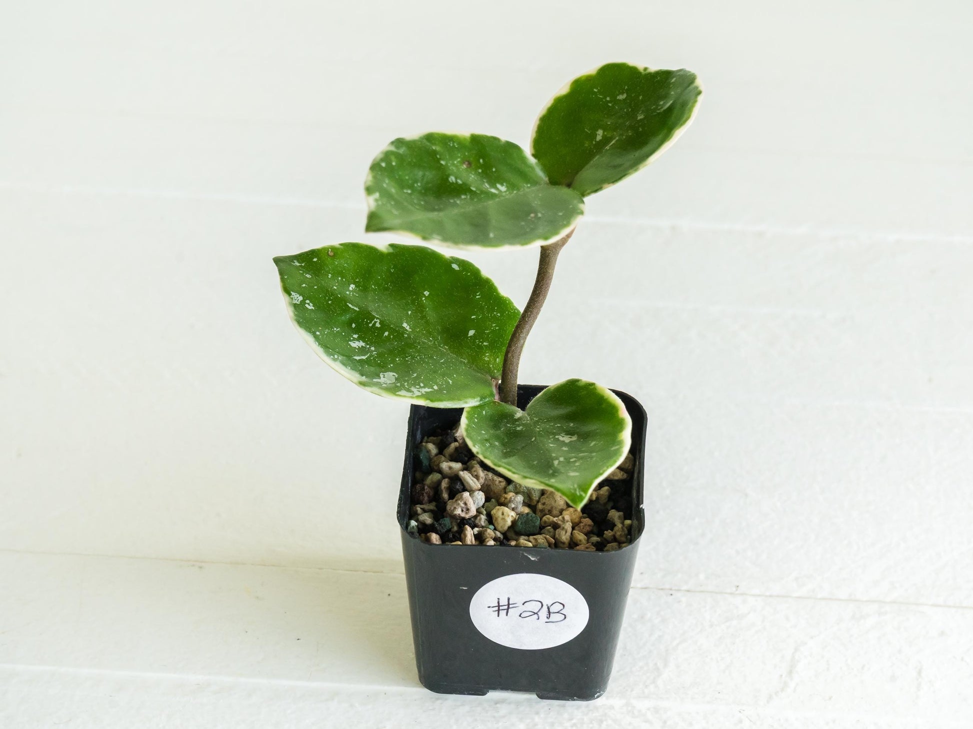 Hoya carnosa 'Tricolor' KRIMSON QUEEN (Splash) | 2-Inch