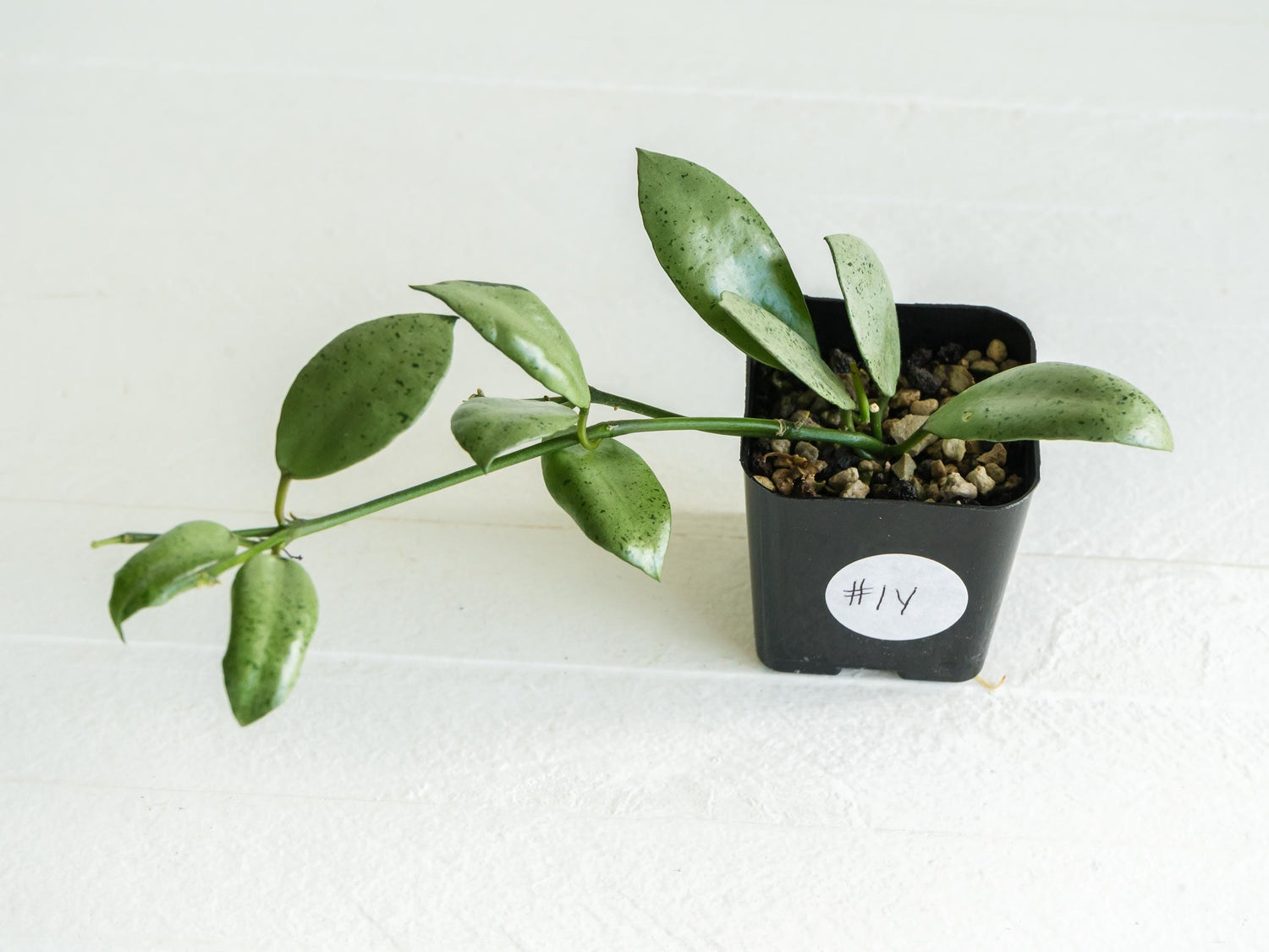 Hoya lacunosa 'Silver Mint Coin' | 2-Inch