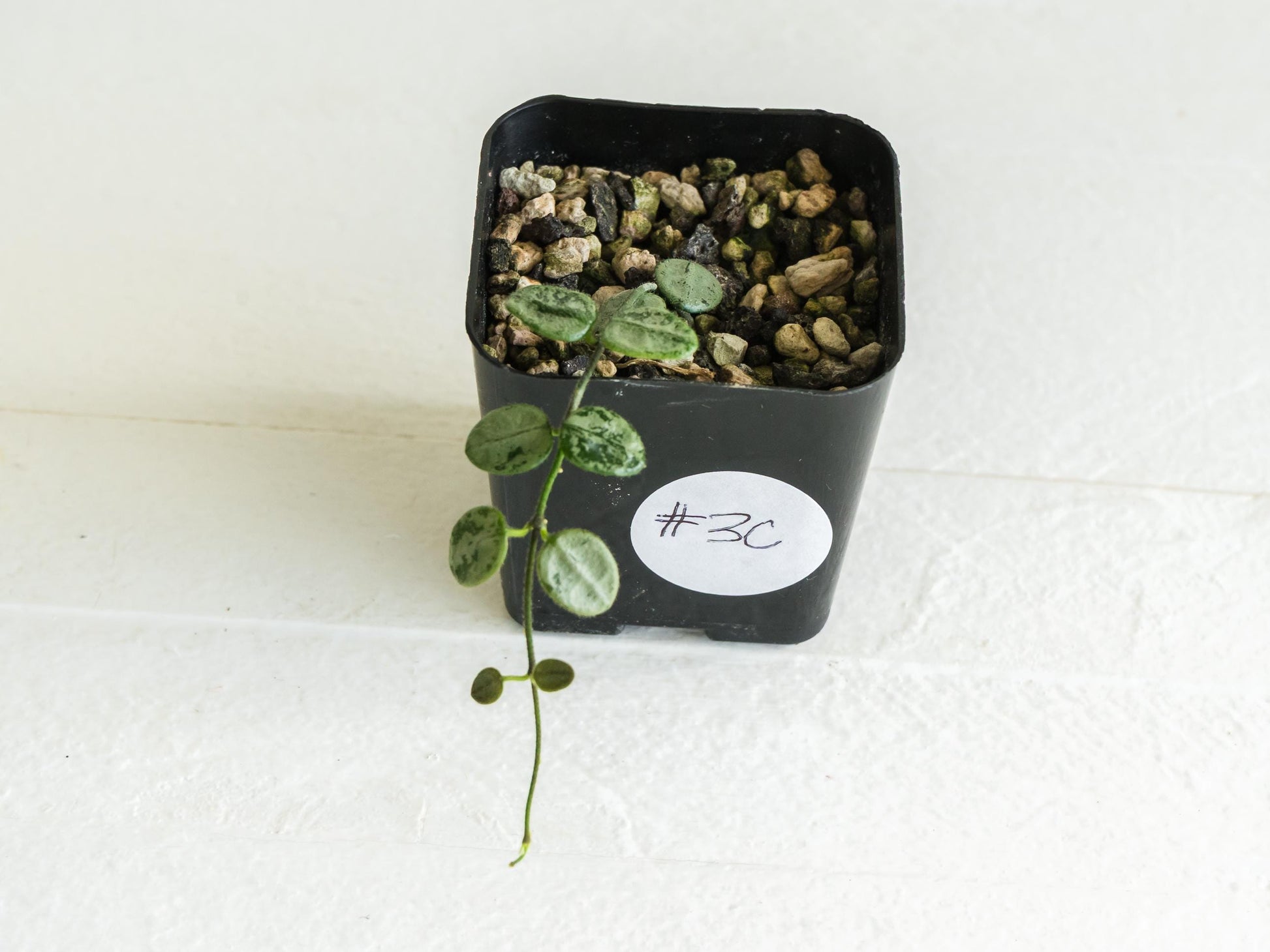 Hoya serpens (Silver) | 2-Inch