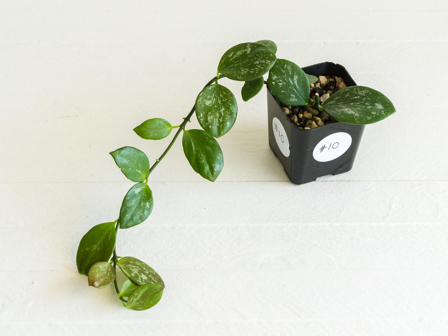 Hoya collina (IR-26) | 2-Inch
