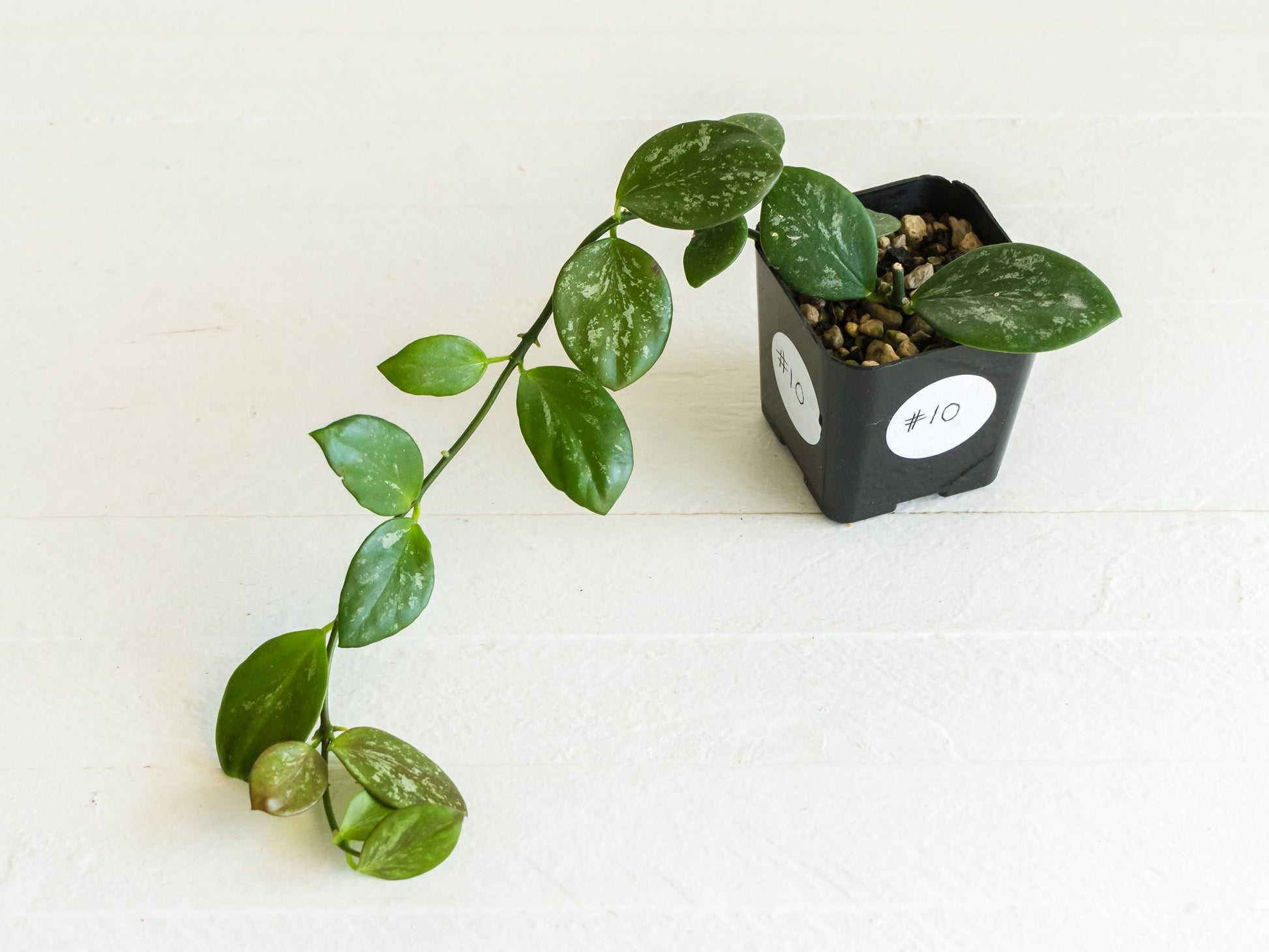 Hoya collina (IR-26) | 2-Inch