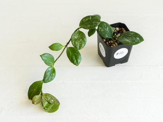 Hoya collina (IR-26) | 2-Inch