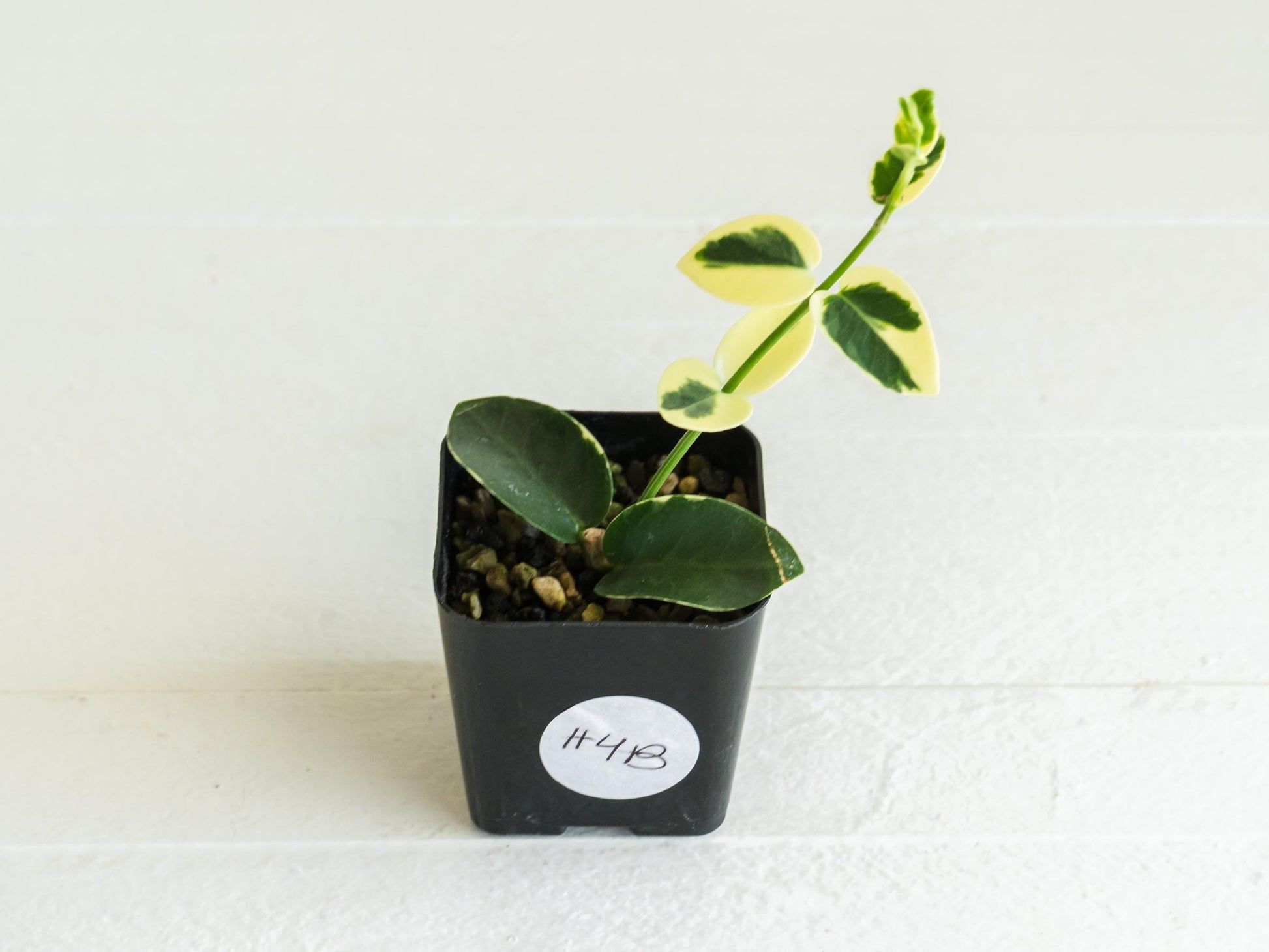 Hoya cumingiana (Albo | Outer Variegated) | 2-Inch