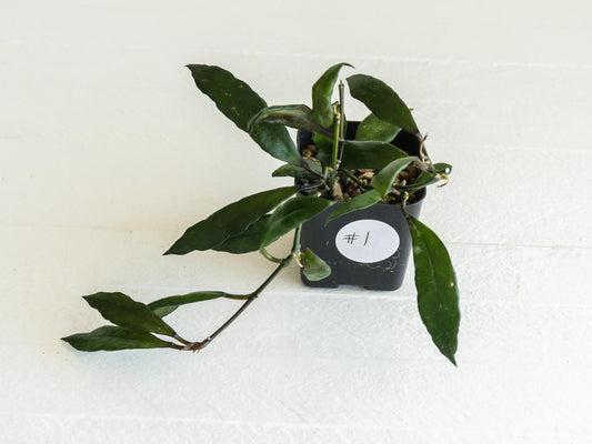 Hoya lacunosa 'Black Queen' | 2-Inch