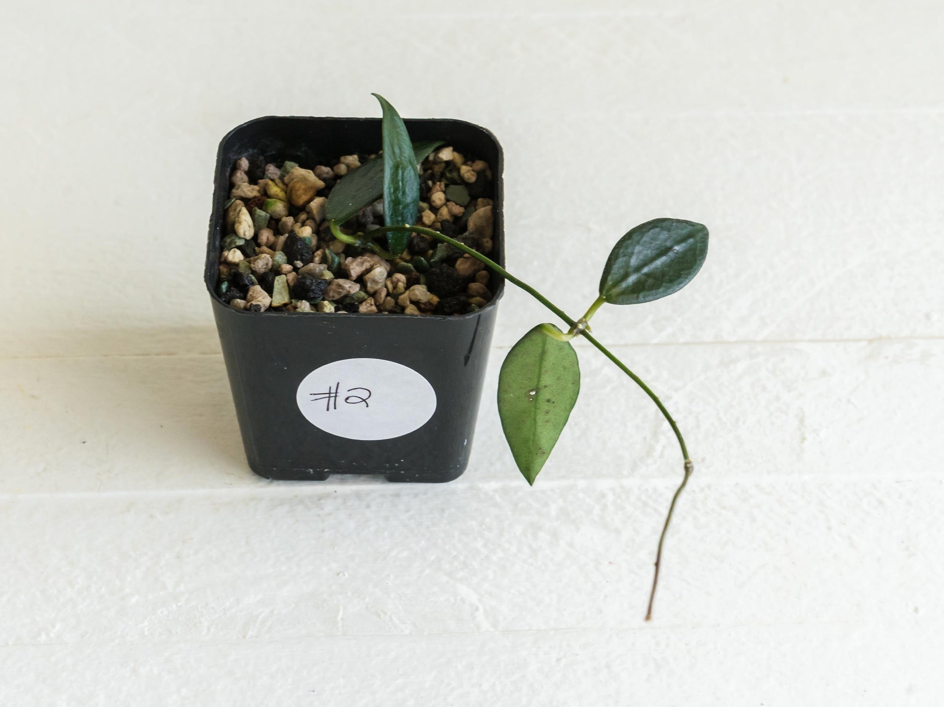 Dischidia GPS-88 | 2-Inch FKA as a Hoya