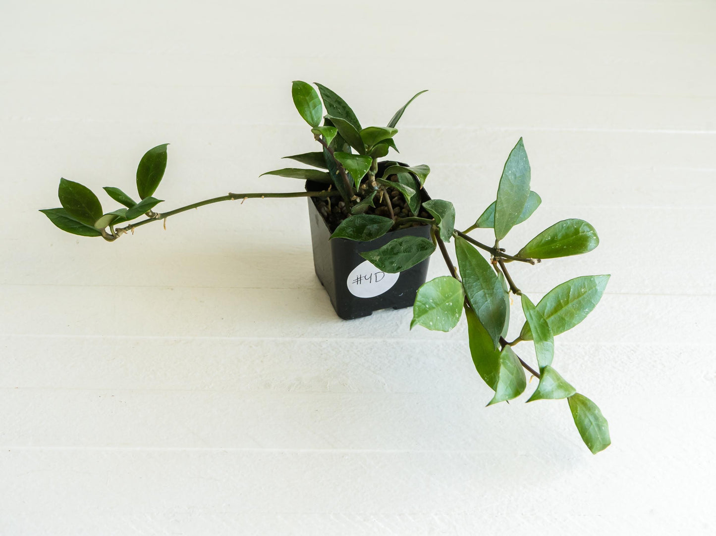 Hoya 'Rebecca' | 2-Inch