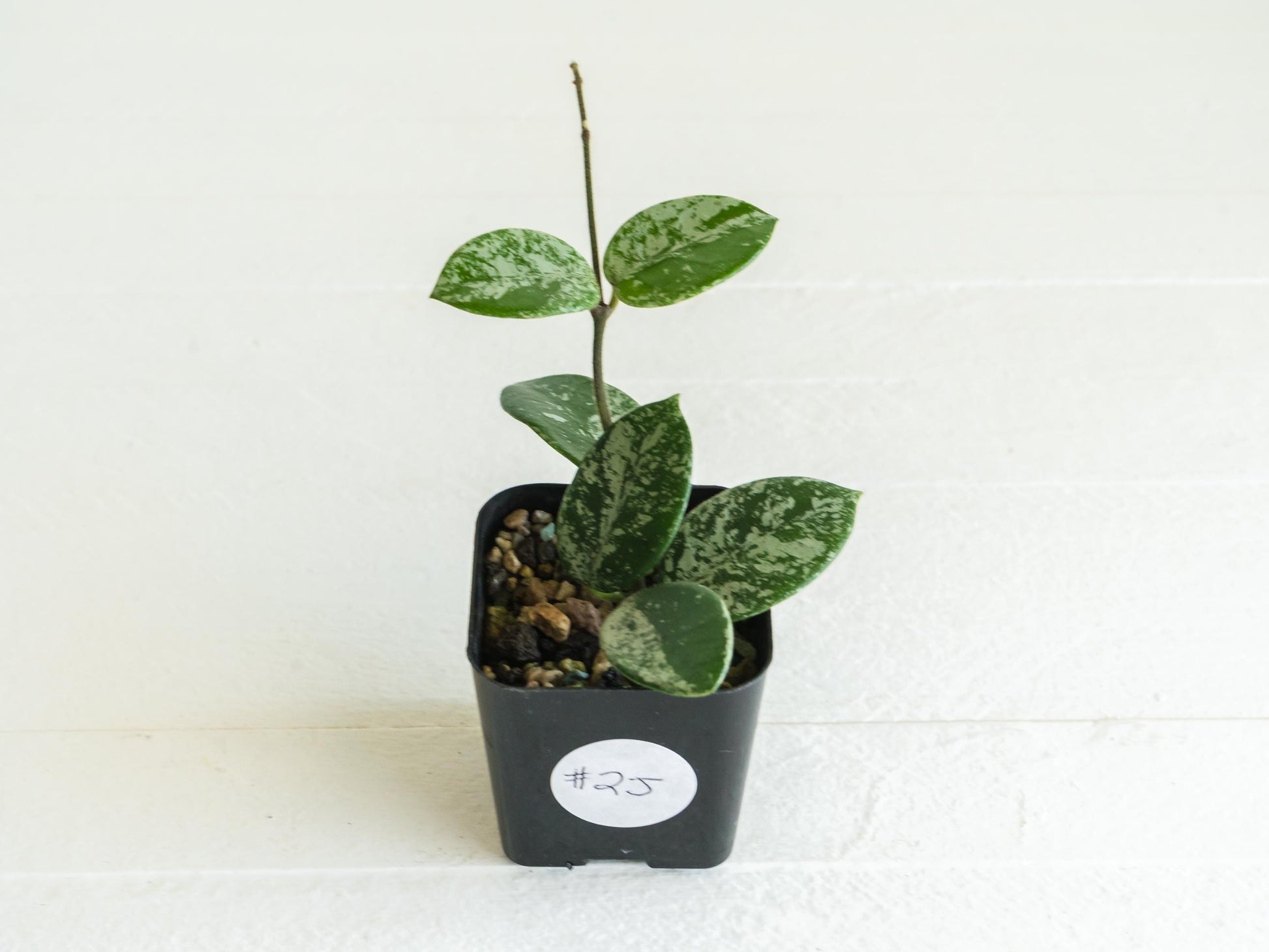 Hoya 'Mathilde' (Splash) | 2-Inch