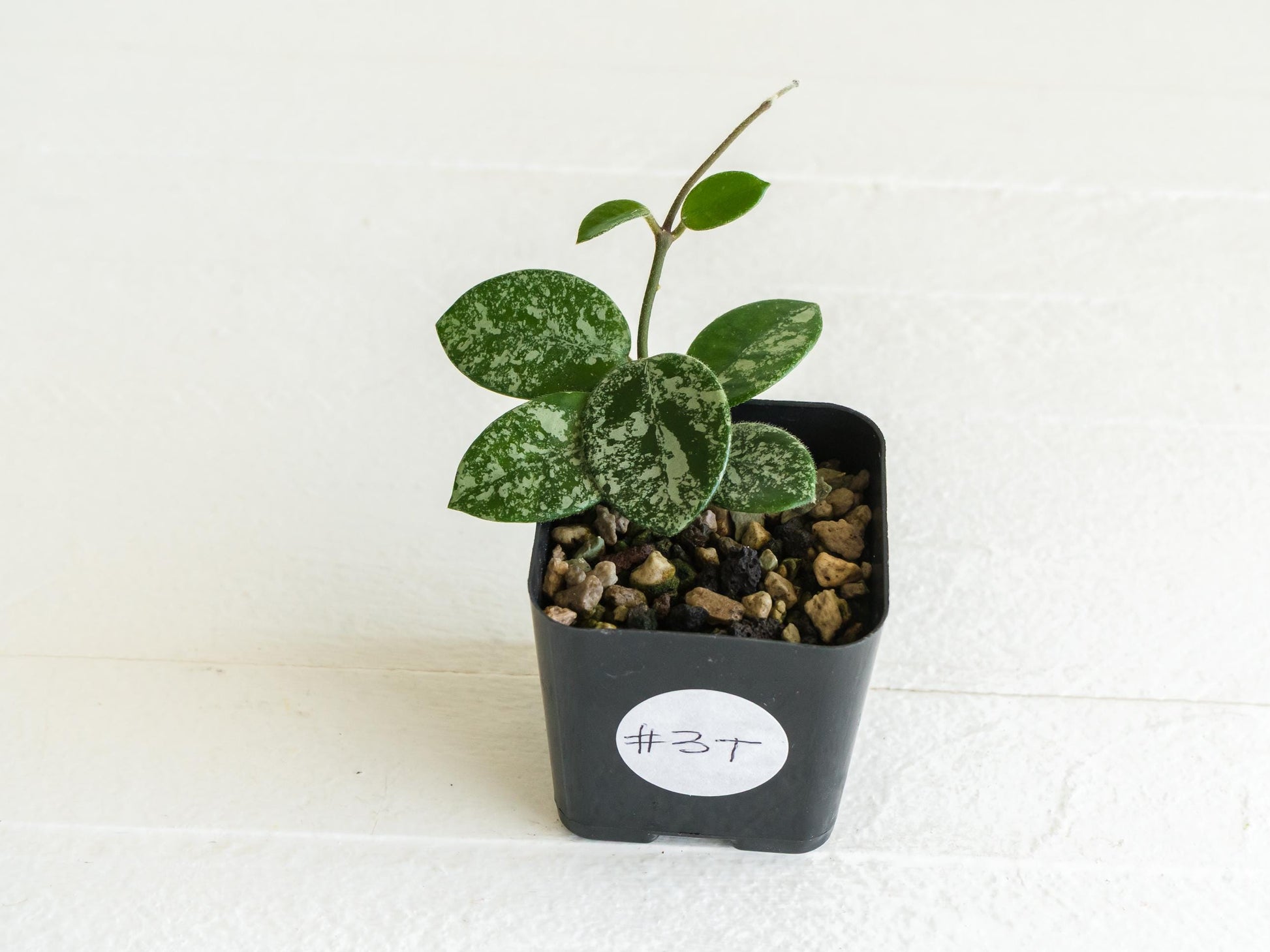 Hoya 'Mathilde' (Splash) | 2-Inch