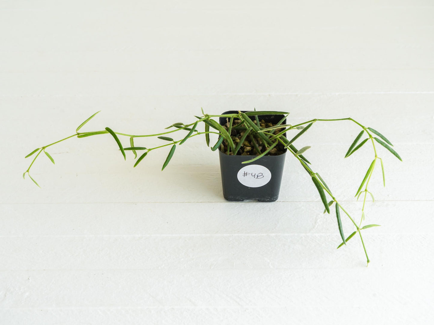 Hoya linearis | 2-Inch