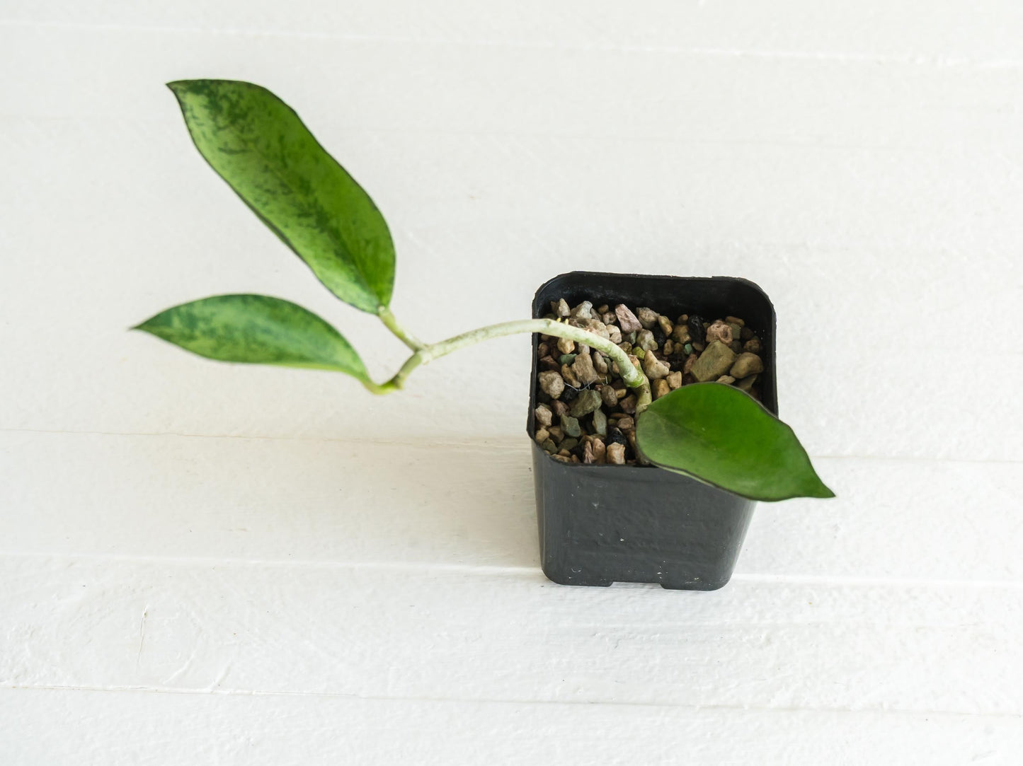 Hoya icensis (Splash) fka Patcharawalai (023) | 2-Inch