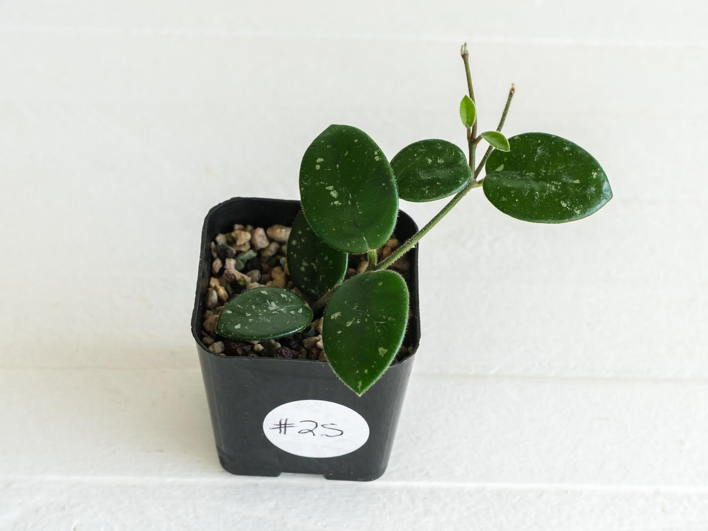 Hoya 'Mathilde' | 2-Inch