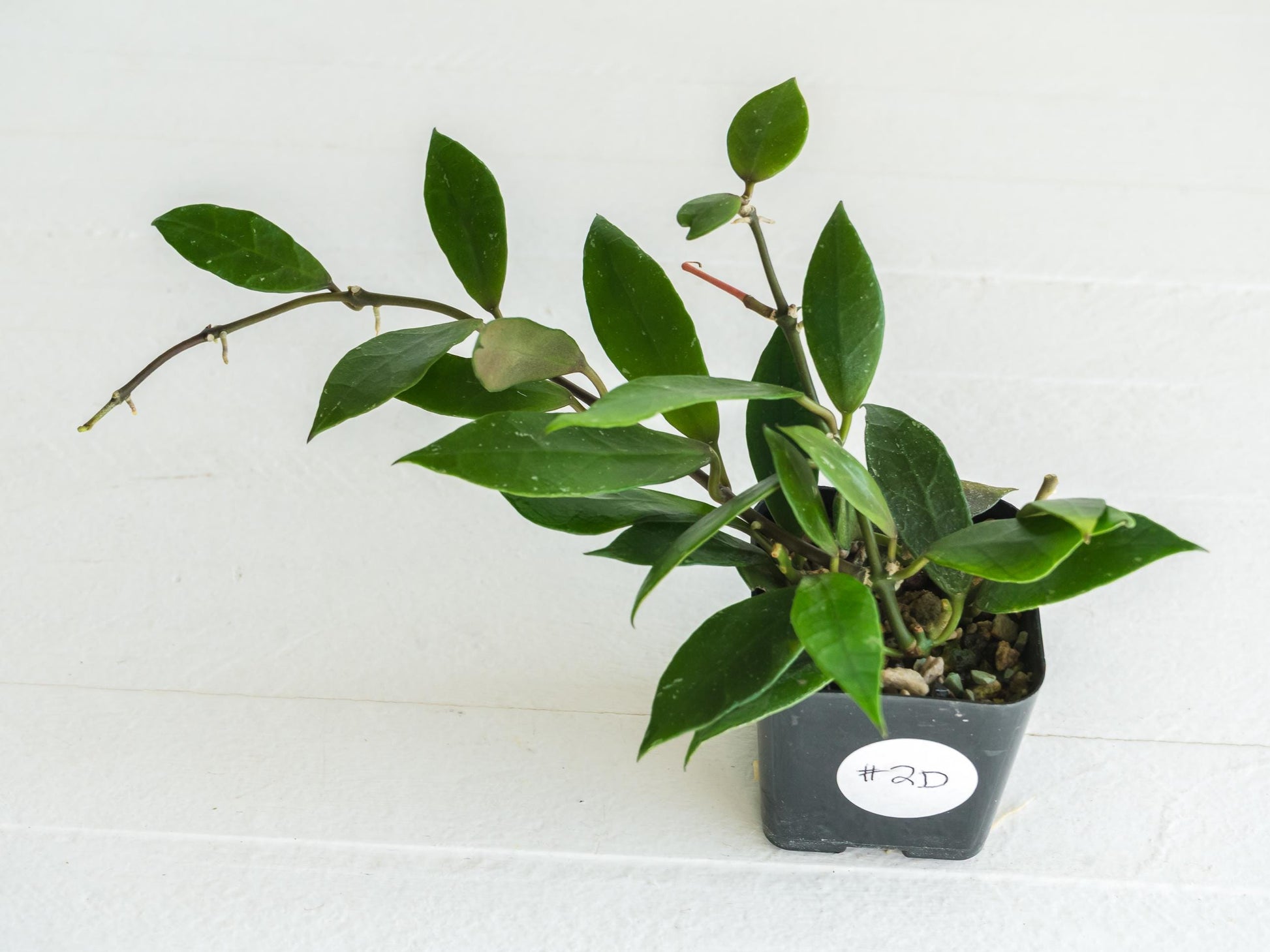 Hoya 'Rebecca' | 2-Inch