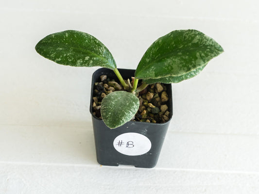Hoya waymaniae 'Cloudy Sky' | 2-Inch