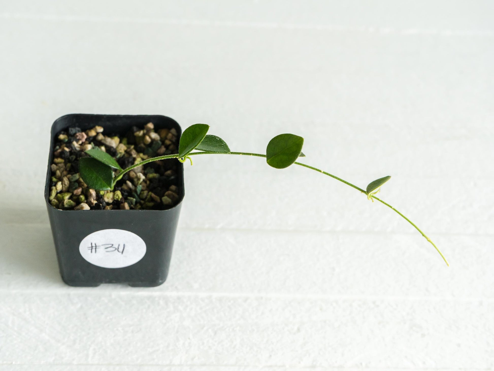 Hoya papua (PNG IM-08) | 2-Inch