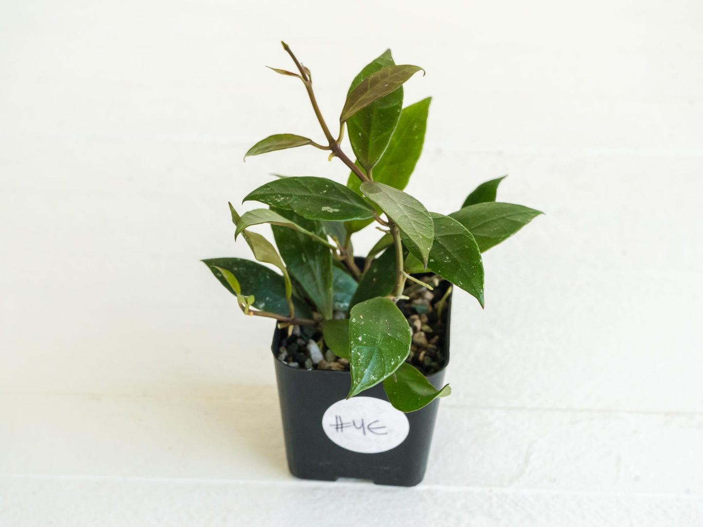 Hoya 'Rebecca' | 2-Inch