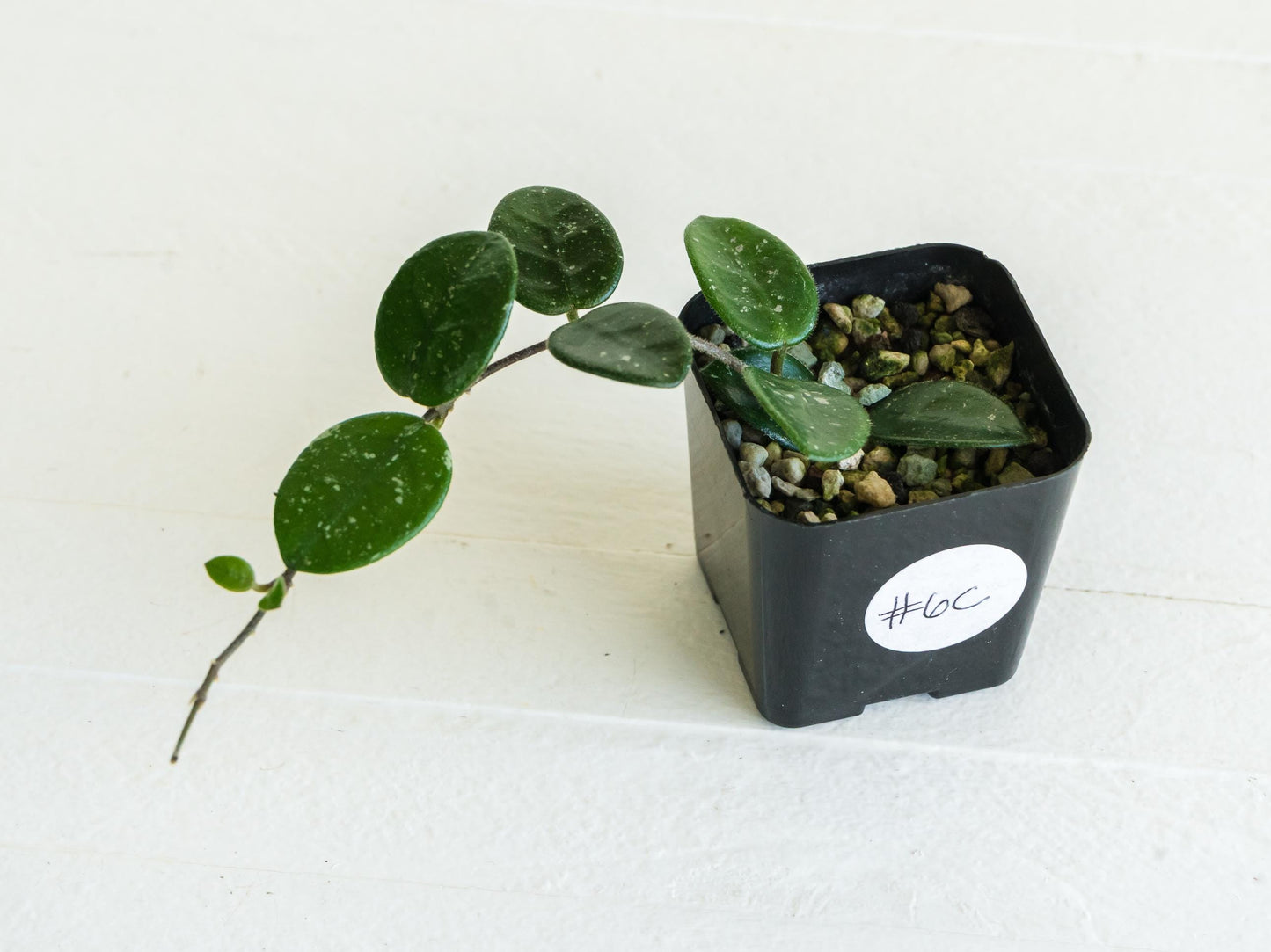 Hoya 'Mathilde' | 2-Inch