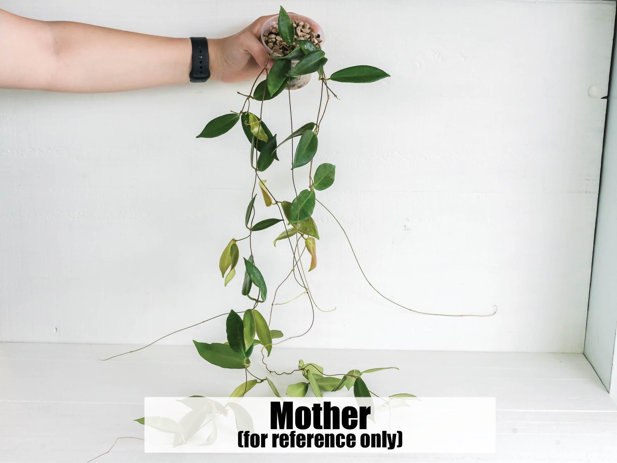 Hoya patella (Pink Flower) IML-1096 | 2-Inch – Hoya Treasures