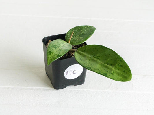 Hoya 'Rime' (Splash) | 2-Inch