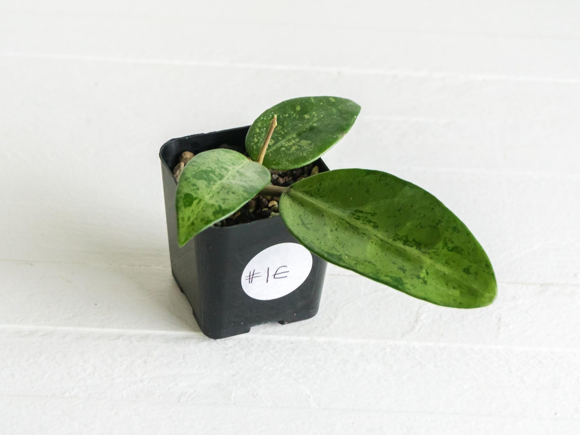 Hoya 'Rime' (Splash) | 2-Inch