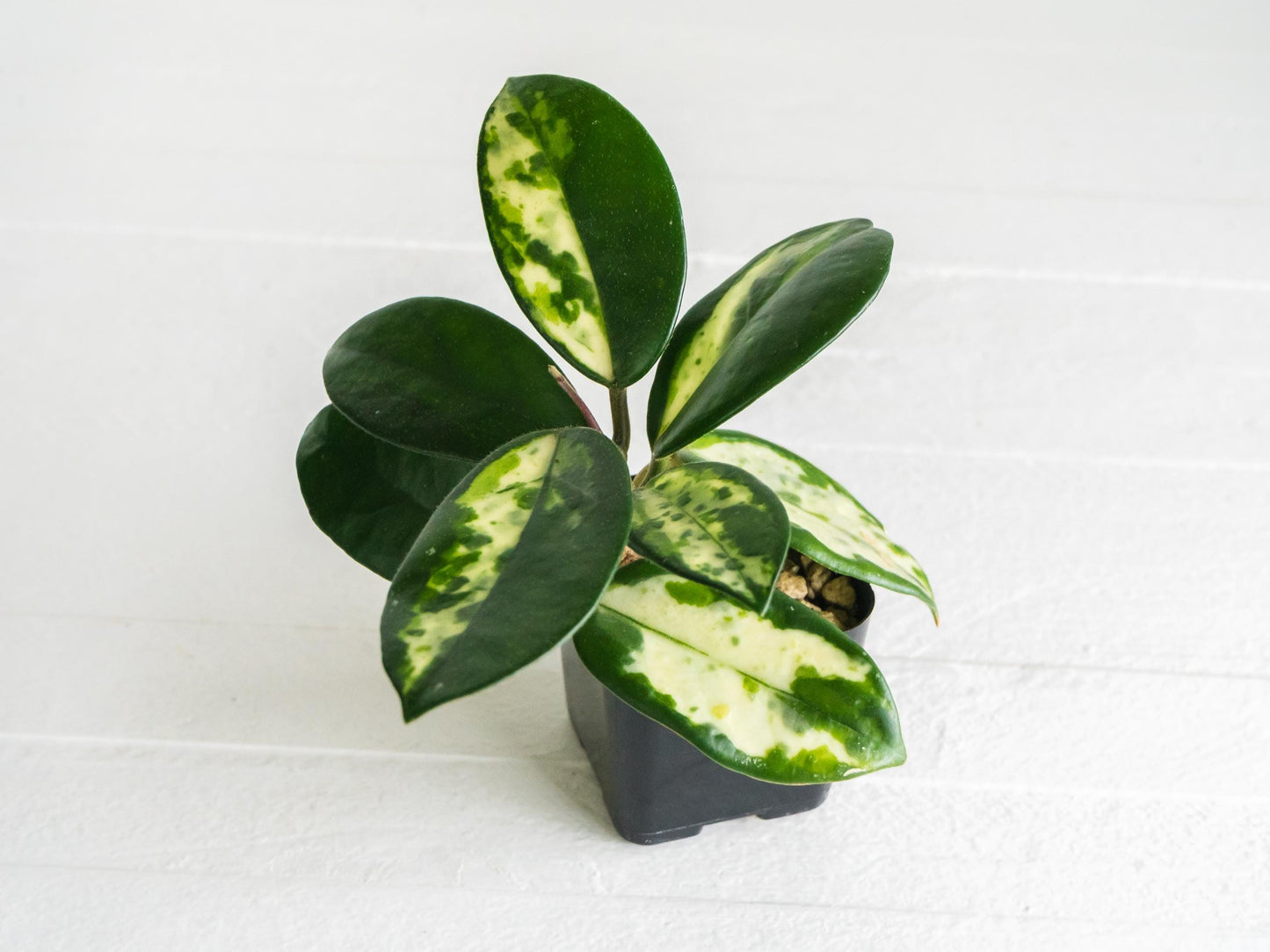 Hoya carnosa 'Madara Green Edge' | 2-Inch