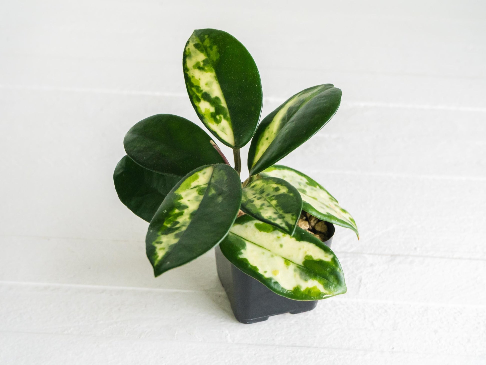 Hoya carnosa 'Madara Green Edge' | 2-Inch