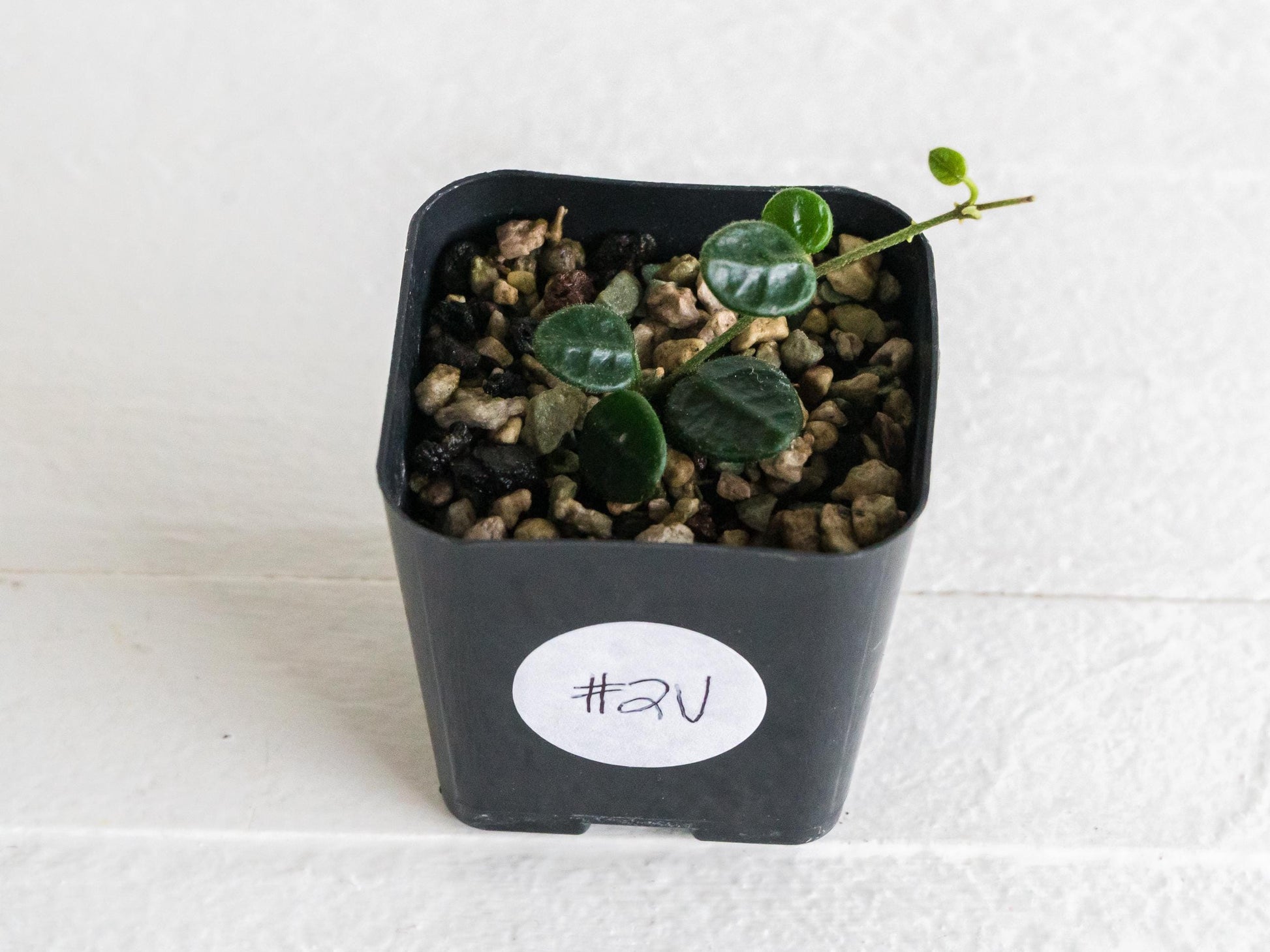 Hoya tengchongensis | 2-Inch