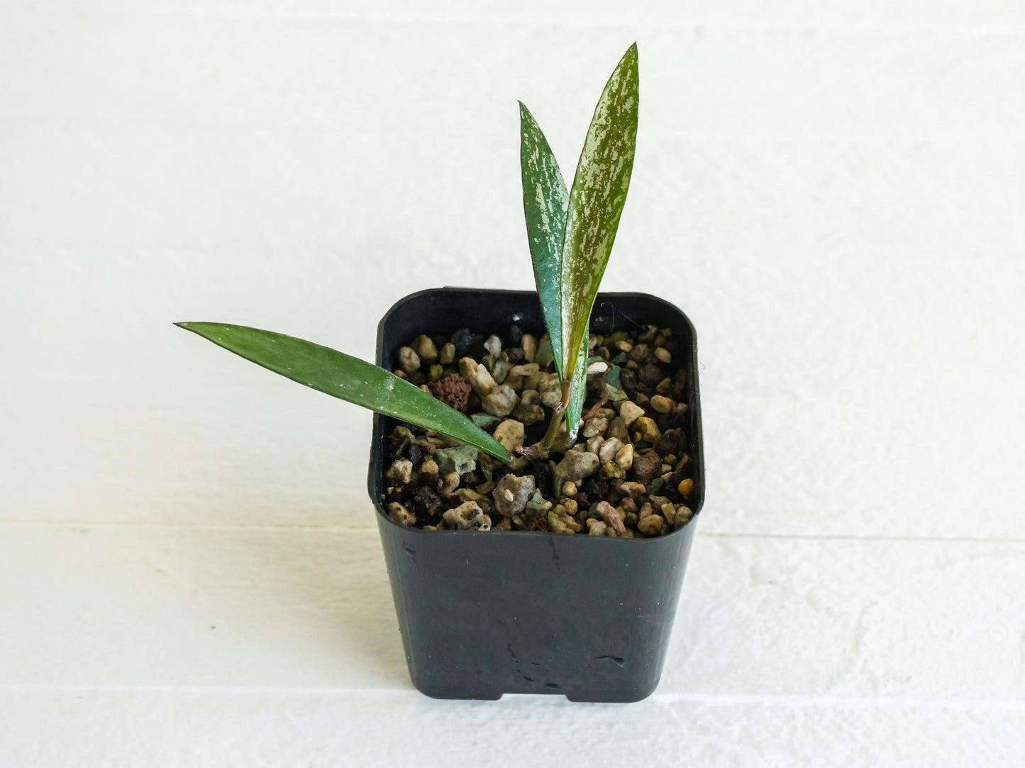 Hoya verticillata (Tanggamus Bamboo Silver) | 2-Inch