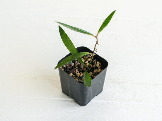 Hoya verticillata (Tanggamus Bamboo) | 2-Inch