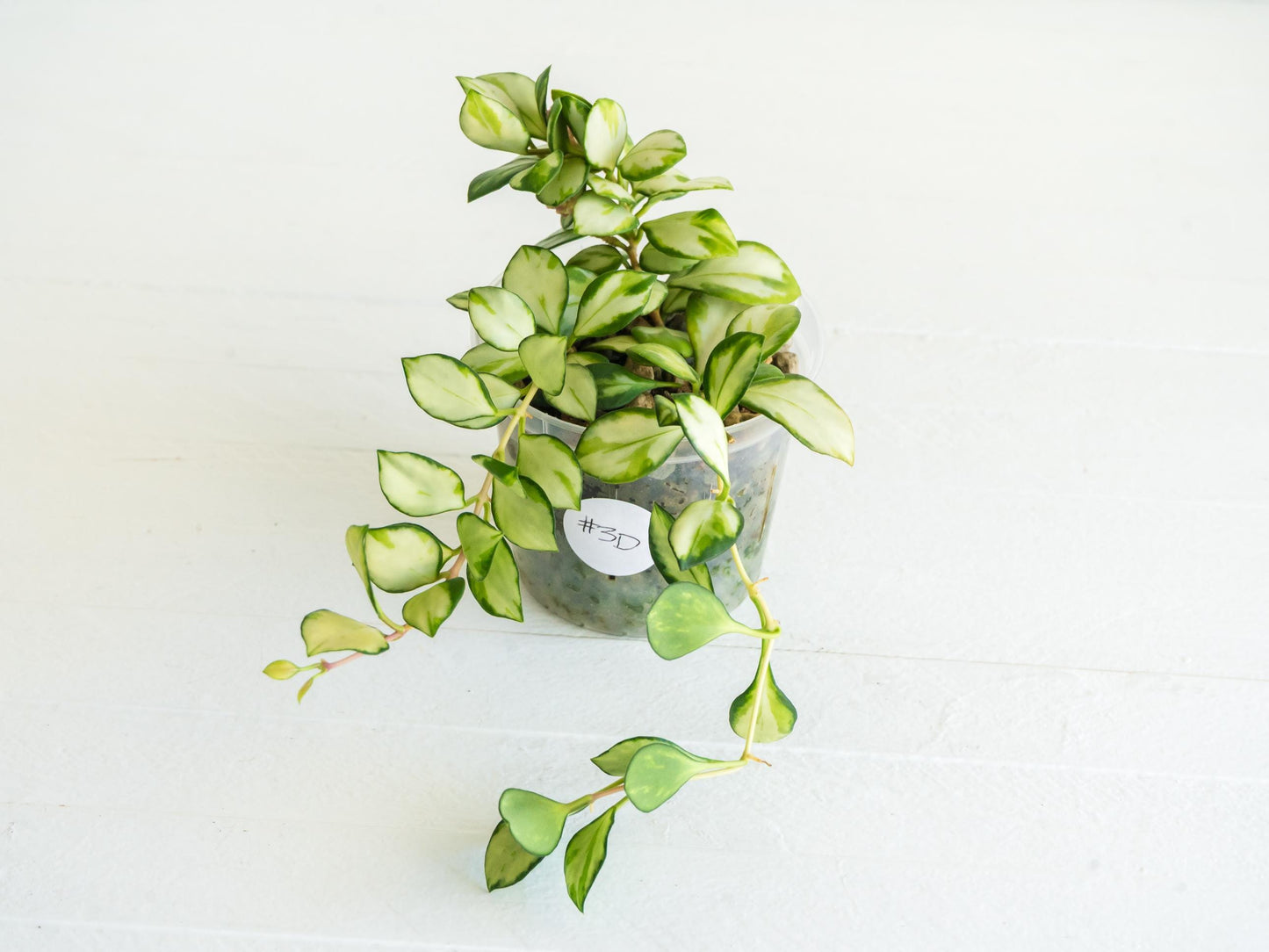 Hoya heuschkeliana (Inner Variegated) | 3-Inch