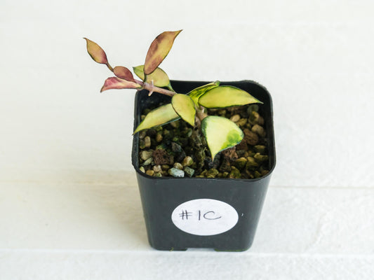 Hoya lacunosa 'Souma' | 2-Inch