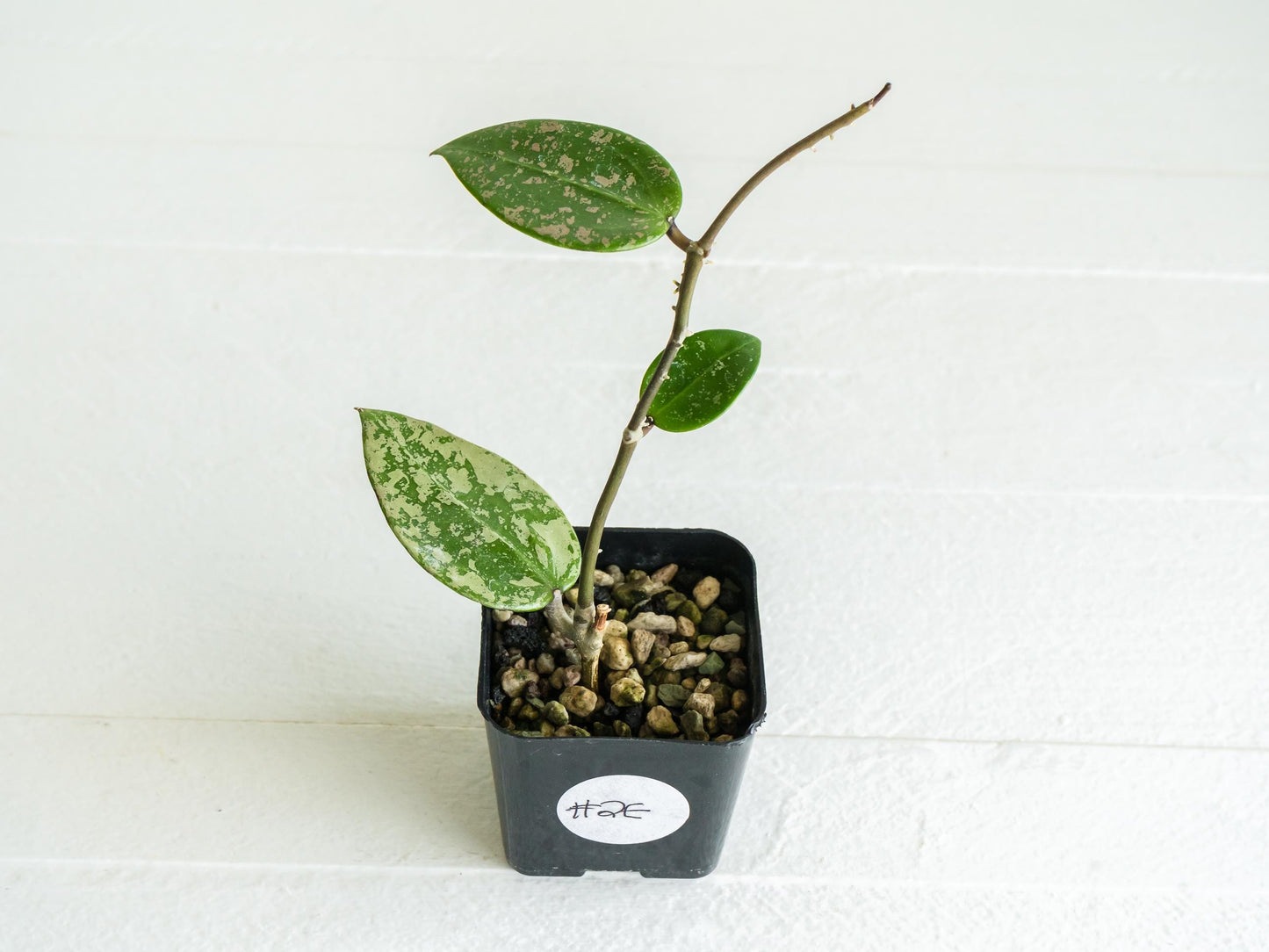 Hoya verticillata (EPC-997) | 2-Inch