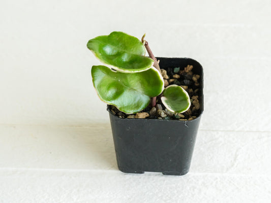 Hoya carnosa 'Tricolor' KRIMSON QUEEN | 2-Inch