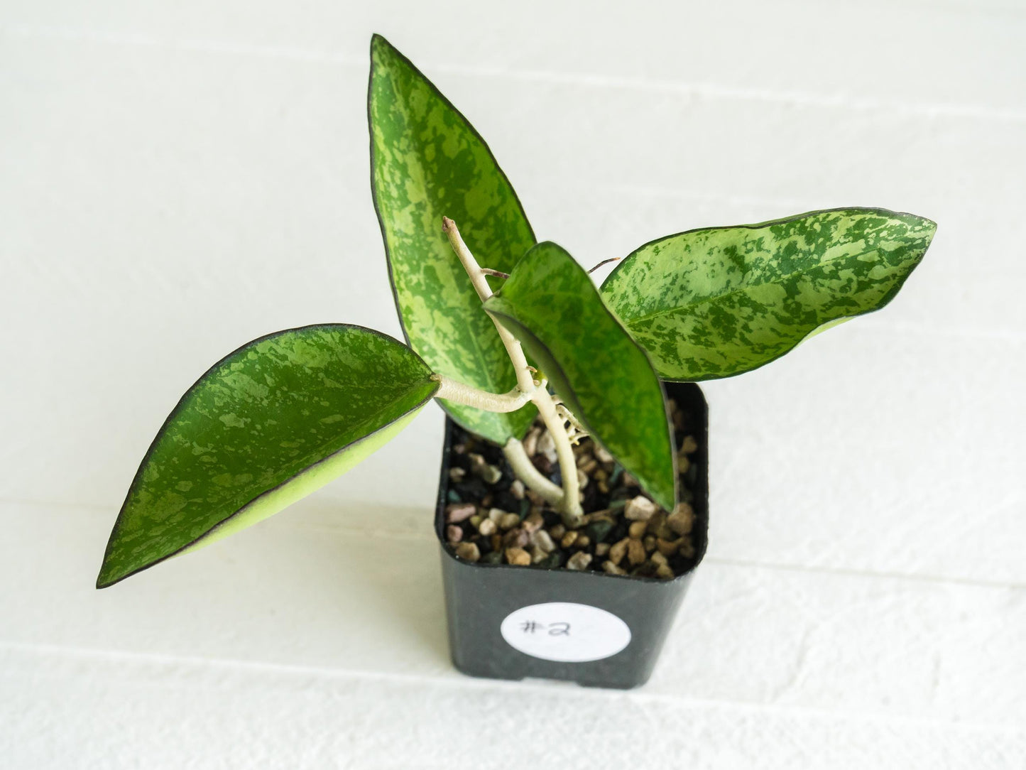 Hoya icensis (Splash) fka Patcharawalai (023) | 2-Inch