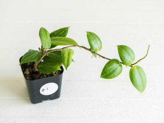Hoya fitchii (Orange Flower) | 2-Inch