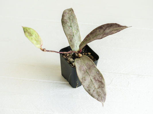 Hoya mitrata 'Buntok Silver' | 2-Inch