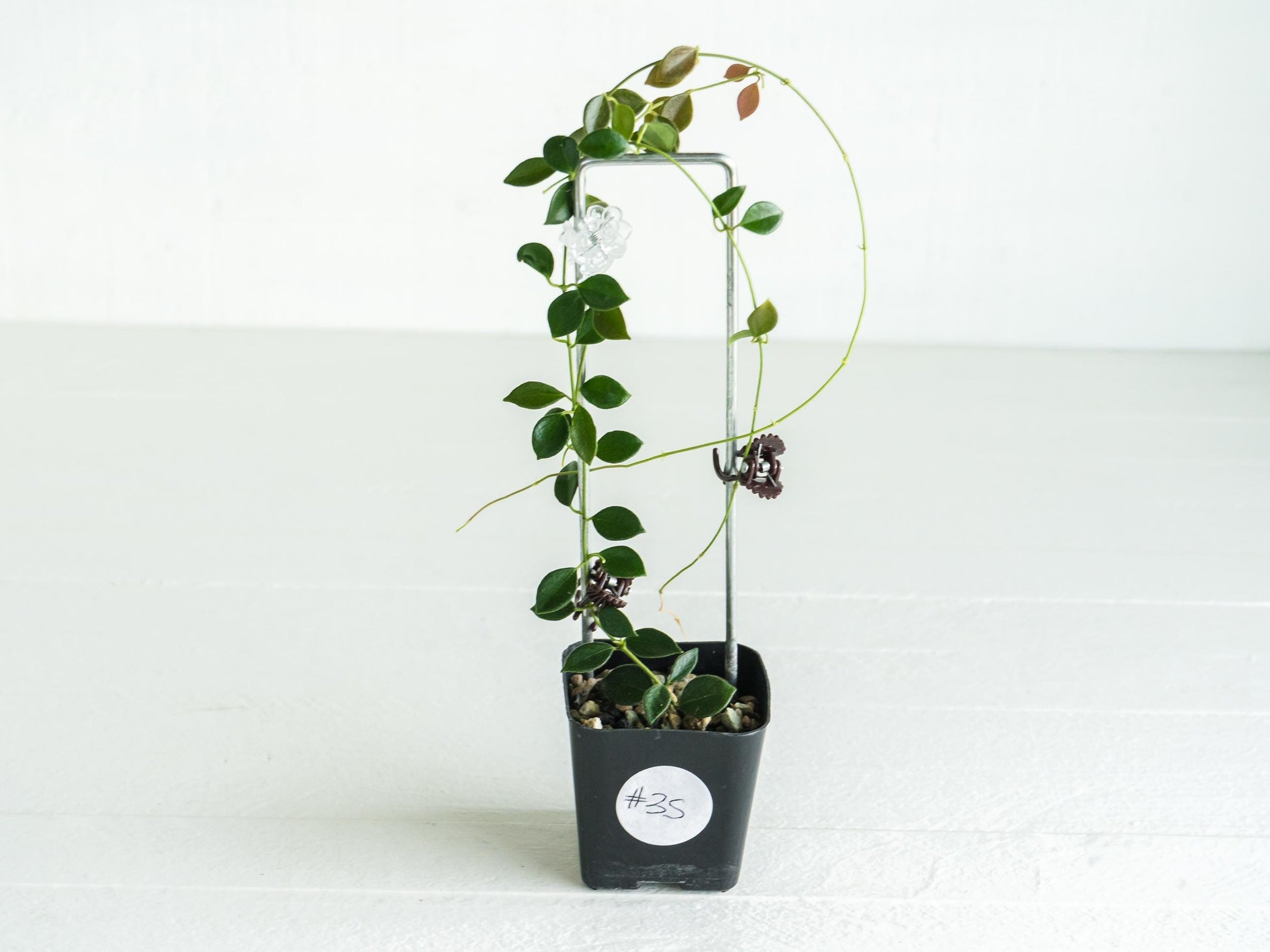 Hoya papua (PNG IM-08) | Large 2-Inch